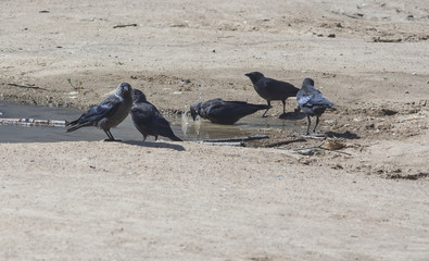 rooks in puddle