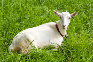 Naklejka na ściany i meble White goat on green fresh grass. Pastoral views and rural animal grazing. Young goat in the meadow. Cattle in pasture grazing. Horned cloven-hoofed livestock on ranch. Goat's milk is good for health.