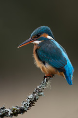 Kingfisher (Alcedo Atthis)/Kingfisher perched on moss covered branch