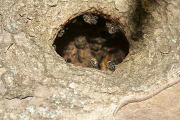 wild bees in the hollow