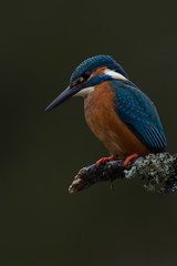 Fototapeta premium Kingfisher (Alcedo Atthis)/Kingfisher perched on moss covered branch