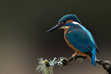 Kingfisher (Alcedo Atthis)/Kingfisher perched on moss covered branch