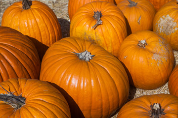 Autumn pumpkin thanksgiving background