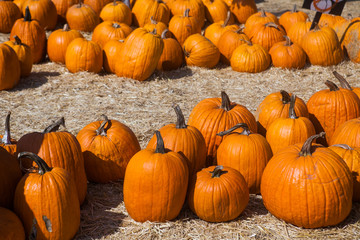 Autumn pumpkin thanksgiving background