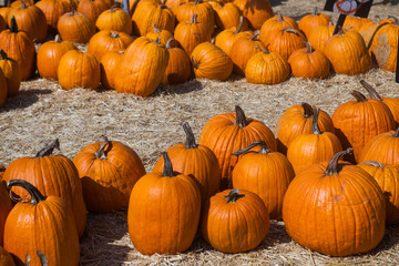 Autumn pumpkin thanksgiving background