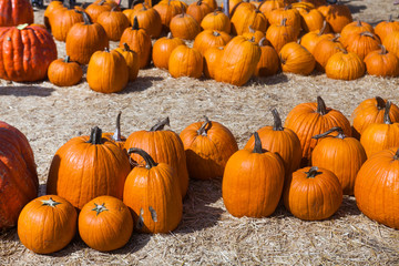 Autumn pumpkin thanksgiving background