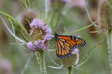 Monarch Butterfly feeding on a flower.