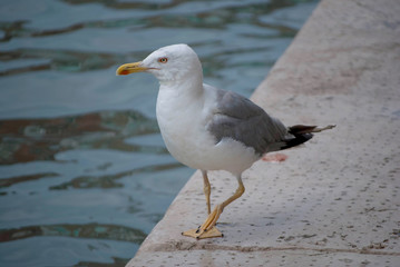 A Red-Lipped Seagull in Venice, Italy