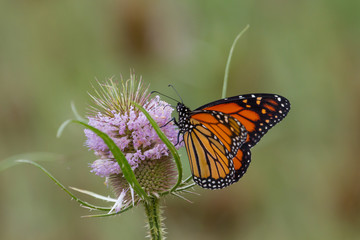 Monarch Butterfly feeding on a flower.