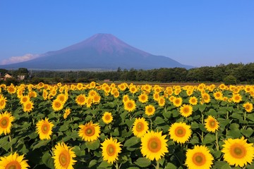 花の都公園と富士山
