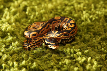 Python regius snake (royal or ball python) on green background
