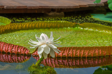 Water lilie flowering in shallow water in summer © Naj