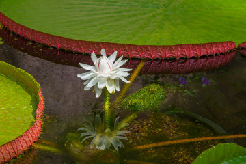 Water lilie flowering in shallow water in summer © Naj