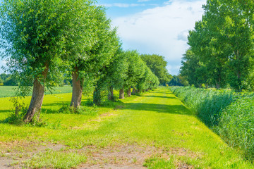 Willows in a meadow in summer