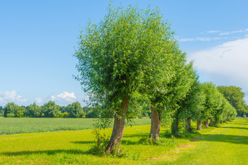 Fototapeta na wymiar Willows in a meadow in summer