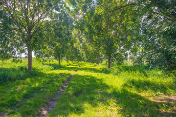 Fototapeta premium Path along trees in summer