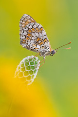  Melitaea Didyma