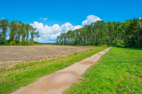 Path through a field in summer