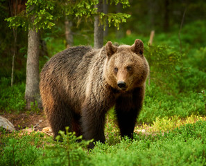 Naklejka na ściany i meble Female brown bear