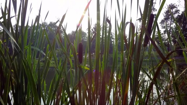 geese, lake, nature
