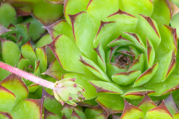 succulent plant
