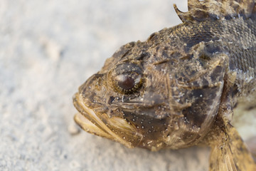 Black scorpionfish Scorpaena porcus. Wild life animal