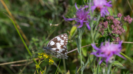 white butterfly