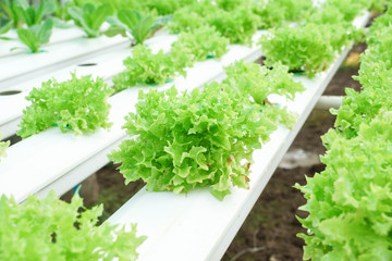 Hydroponic salad vegetable farm