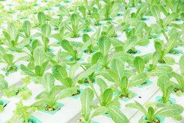 Hydroponic salad vegetable farm