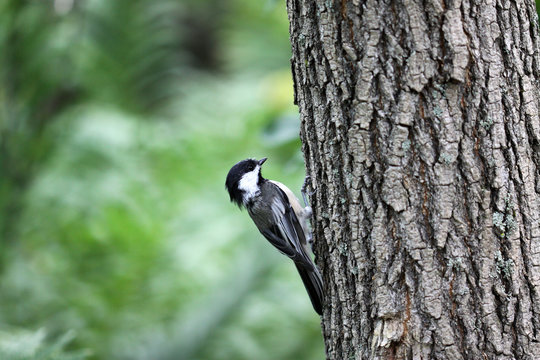 M&eacute;sange &agrave; t&ecirc;te noire