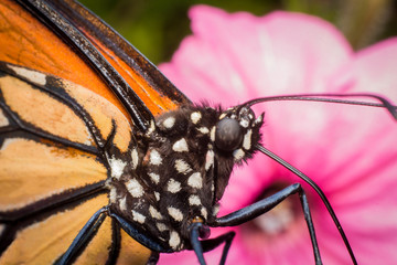 Fototapeta na wymiar Closeup Monarch Butterfly