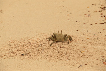 krab na plaży na górce piasku