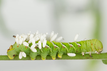 Recently emerged wasp cocoons on green larva