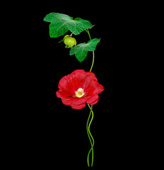 mallow flowers isolated on black background