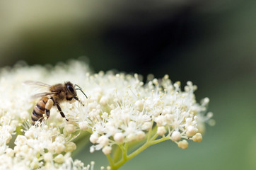 Bee searching for pollen
