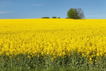 golden field of flowering rapeseed with blue sky