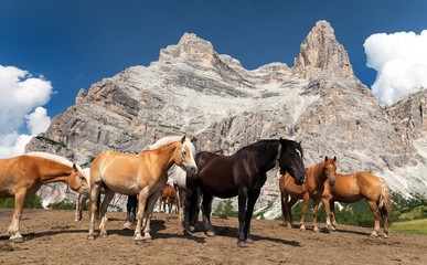 Fototapeta na wymiar Horses and cow under Monte Pelmo