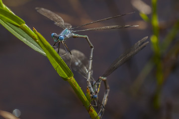 Two dragonflies