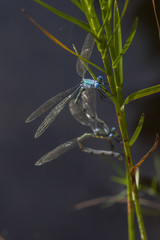 Dragonflies 