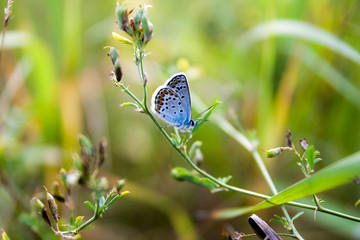 Lycaenidae butterfly