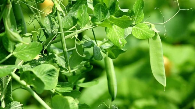 Close view of a green peas plant with green pods