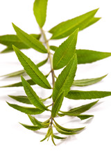 Close up of Lemon Verbena