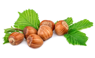 filberts hazel nuts with leaf on white  background