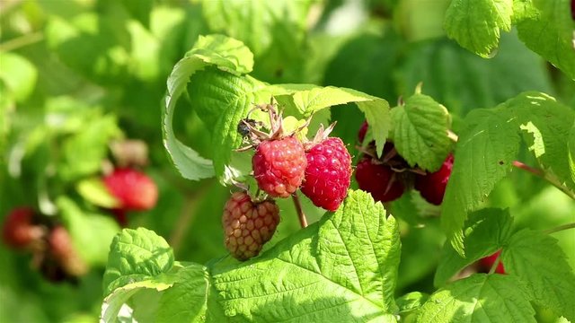Closeup of a raspberry plant with ripe red raspberries