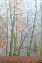 autumn park in misty hazy day