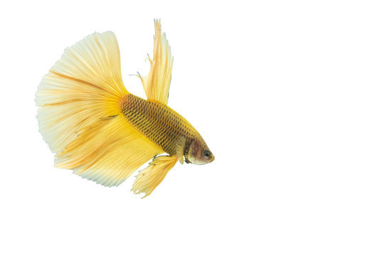 Yellow Betta Fish Isolated On Black Background.