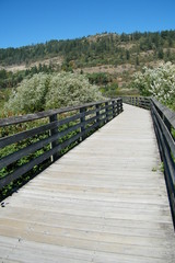 Wooden Boardwalk Through Grass Land in Dry Area
