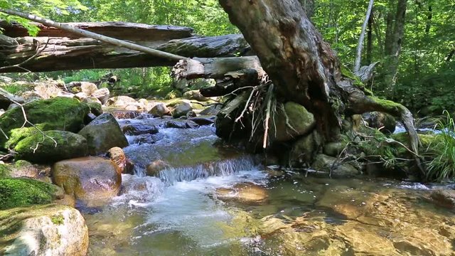 Mountain river with clean water in the virgin forest. (With stereo sound)