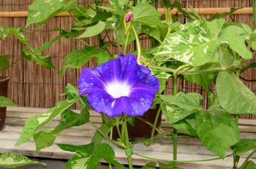 Morning glory, Japan