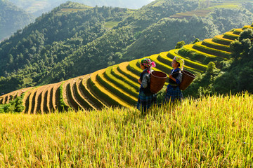 Rice terrace on during sunset ,Northeast region of Vietnam